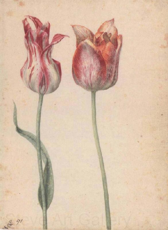 Georg Flegel Two Tulips Germany oil painting art